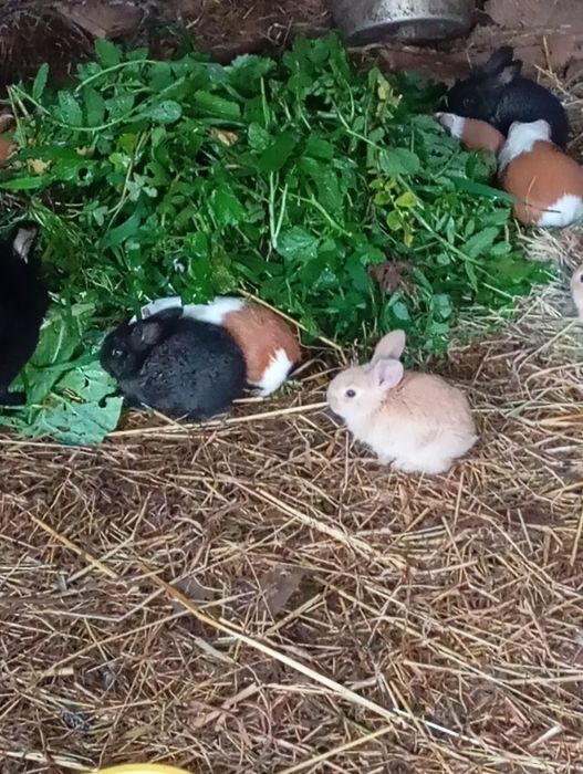 Coelhos lindíssimos