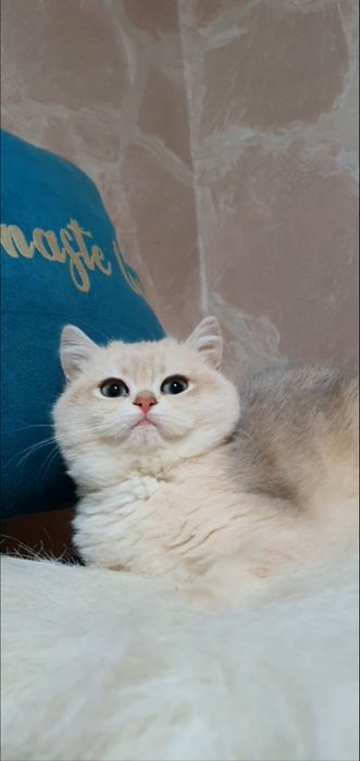 Блакитна золота завуальована британська шиншила