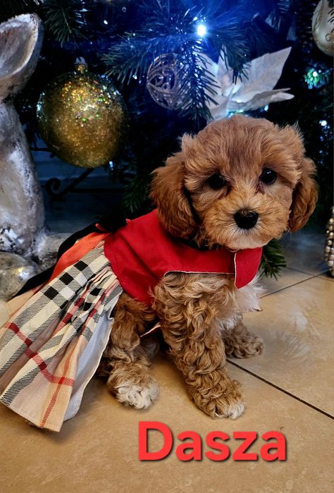 Maltipoo  suczka gotowa na zmianę domu.