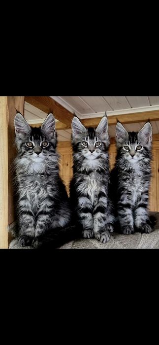Maine Coon Nad Stawami