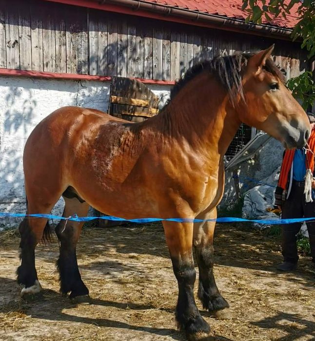 Ogierek zimnokrwisty 1.5 roku.