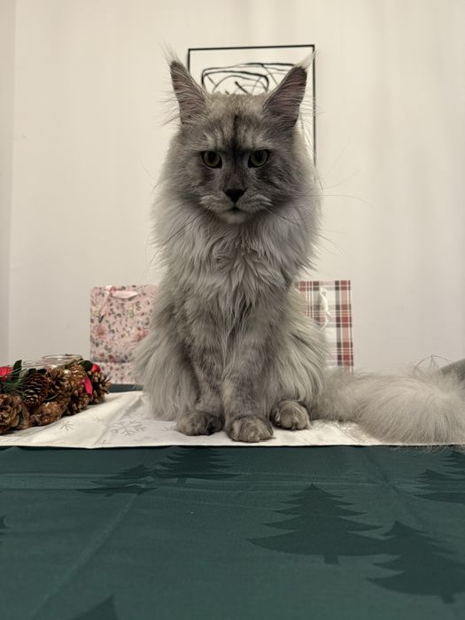 Kotka Maine coon
