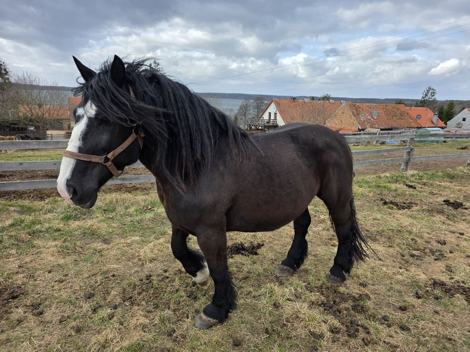 Sprzedam Klacz do dalszej hodowli.