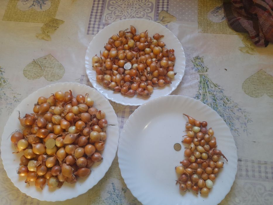 Продам ЛУК СЕВОК Отменного качества !!!
