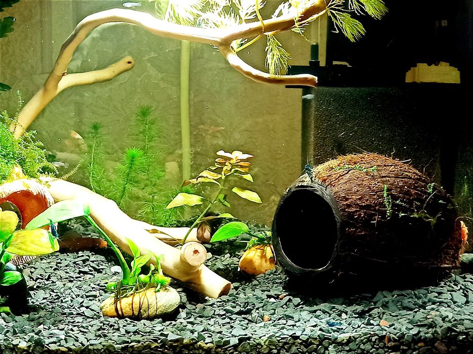 Домик укрытие нерестовик для рыбок креветок раков Кокос натуральный