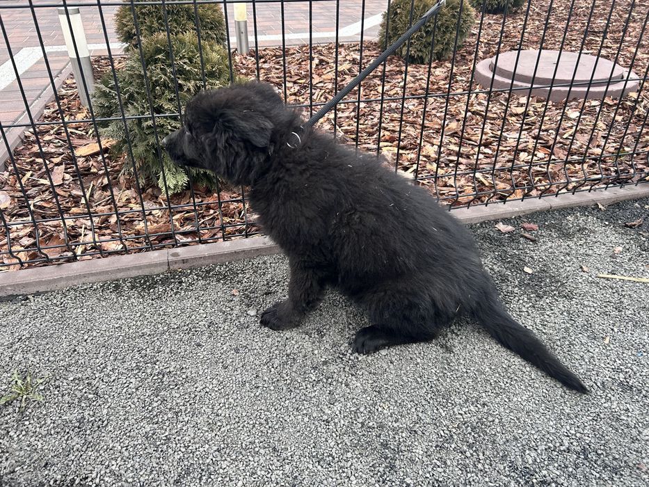 Szczeniak Owczarek Niemiecki Długowłosy