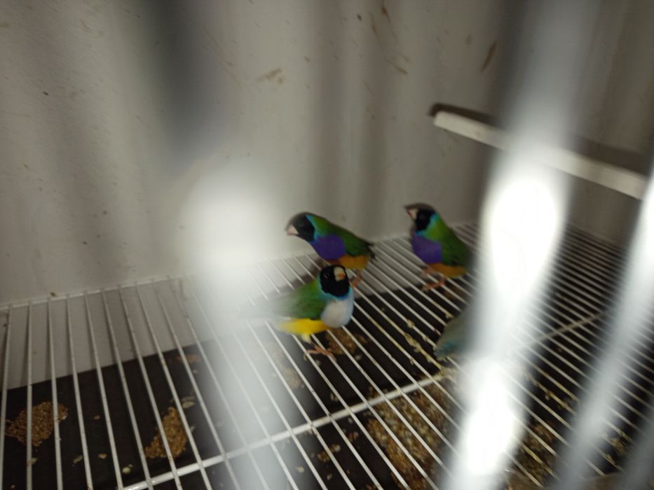 Diamantes Gould várias mutações