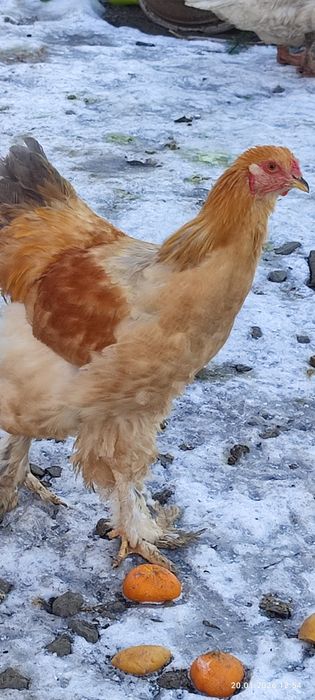 Koguty Brahma sprzedam