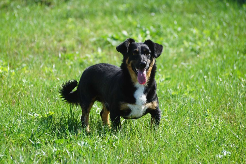 SAIF - mały psiak, całe życie w schronisku