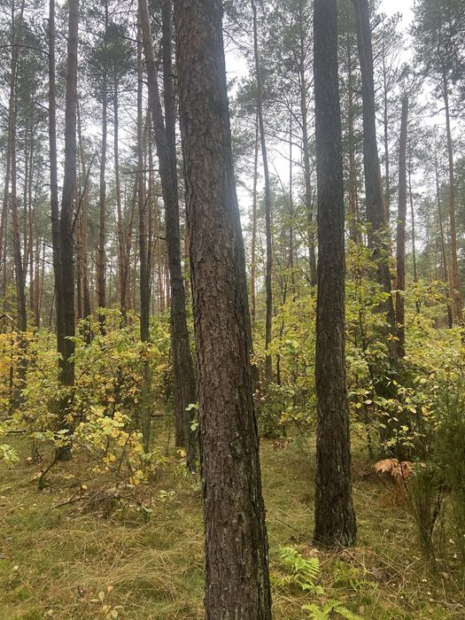 Sprzedam las Kochów