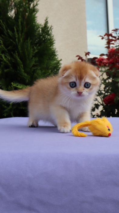 Шикарний хлопчик Scottish fold