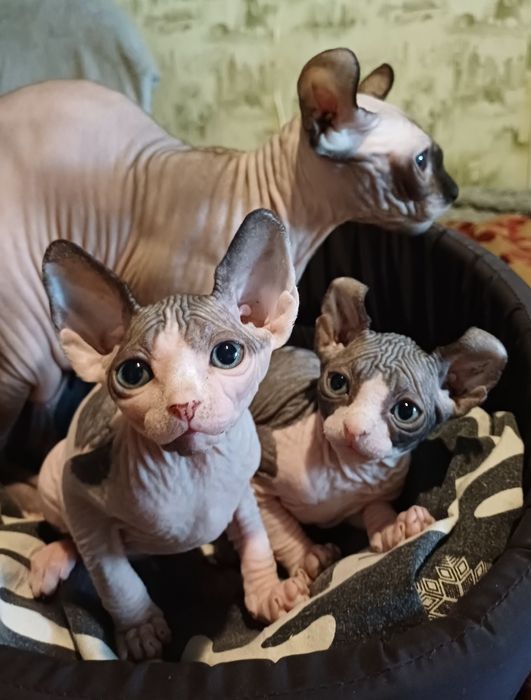 Продам котят сфинкс