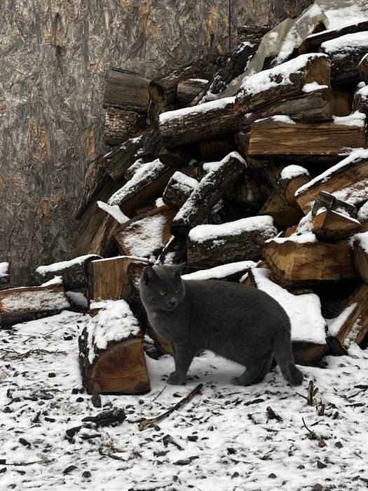 Кошенята, котик сірий