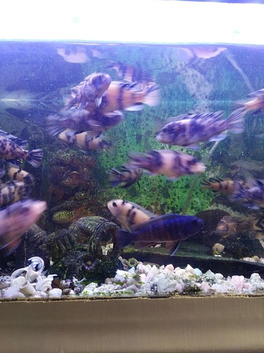 Ciclídeos africanos adultos