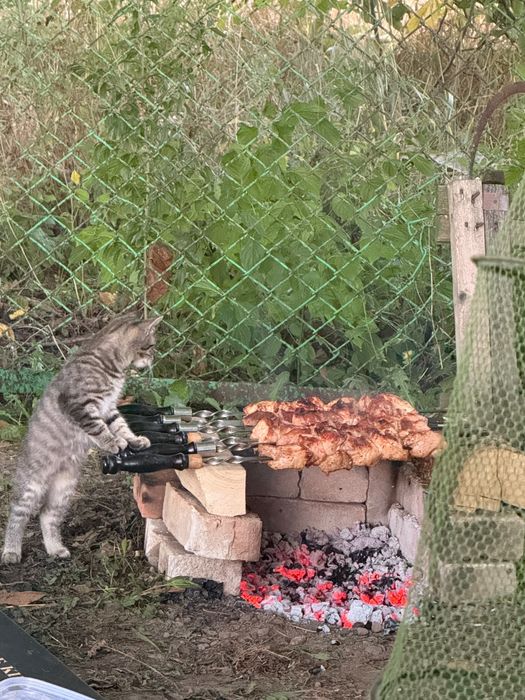 Віддам у добрі руки маленького тигра