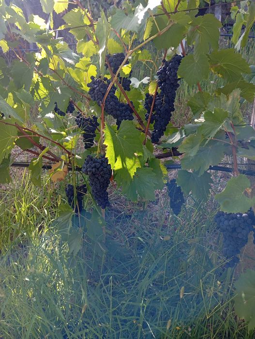 Uvas tintas para venda