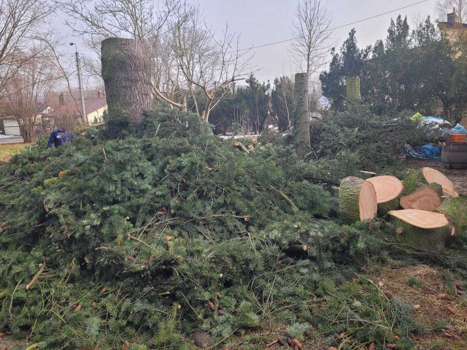 Profesjonalna wycinka drzew