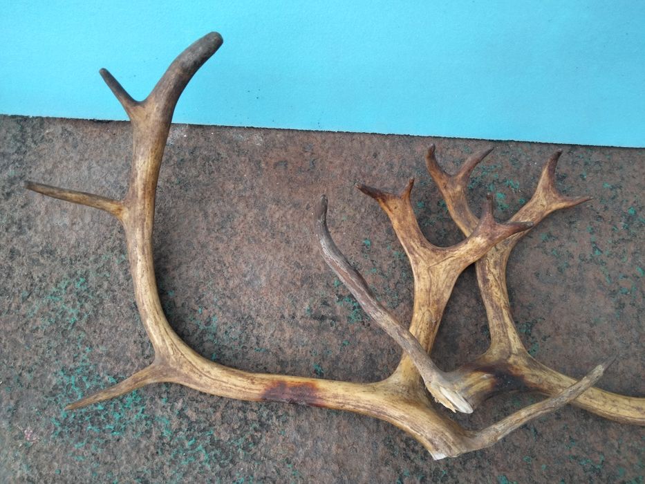 Продам рога оленя