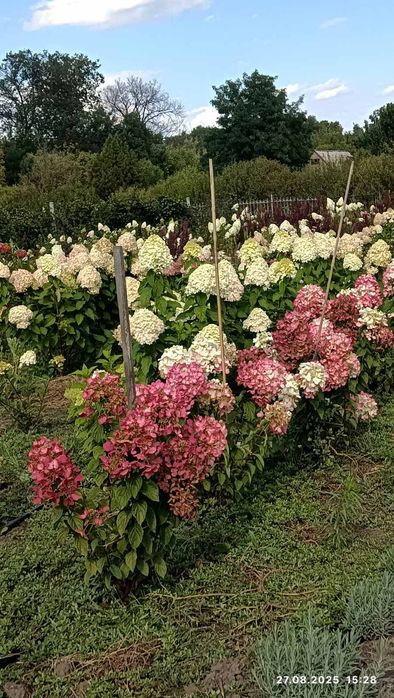 Декоративні рослини для саду