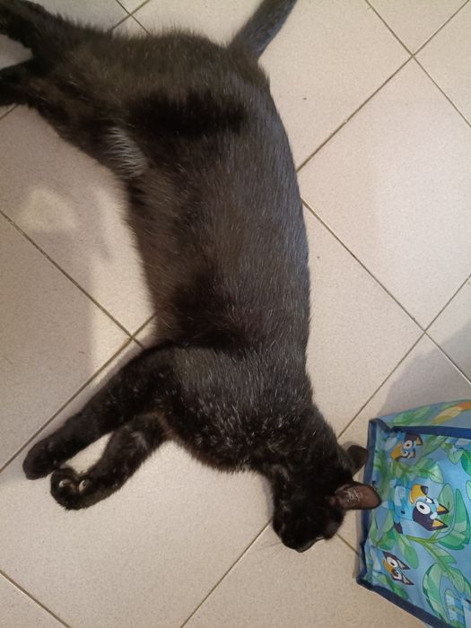 Gato preto macho para adoção