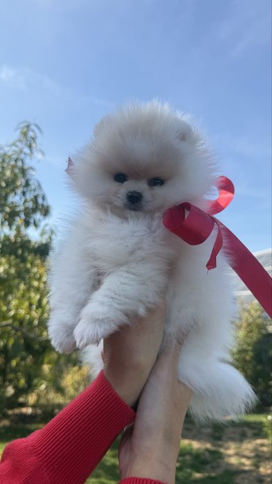 Померанський шпіц дівчатка та хлопці