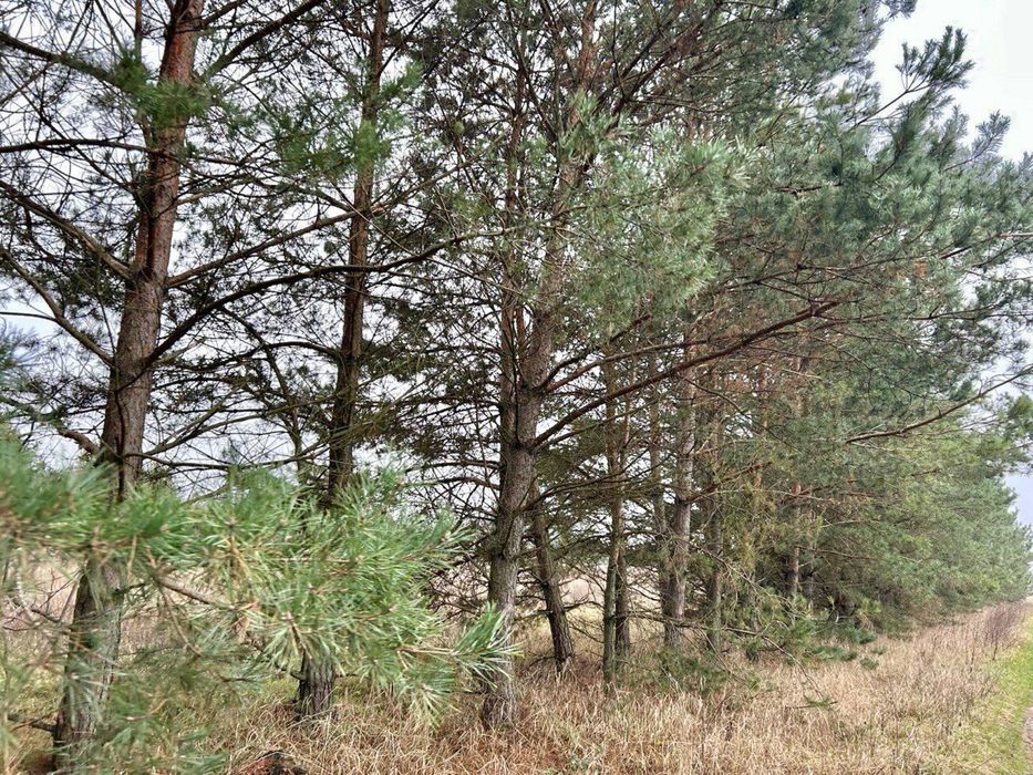 Земельна ділянка 8 Га! Ясногородка!