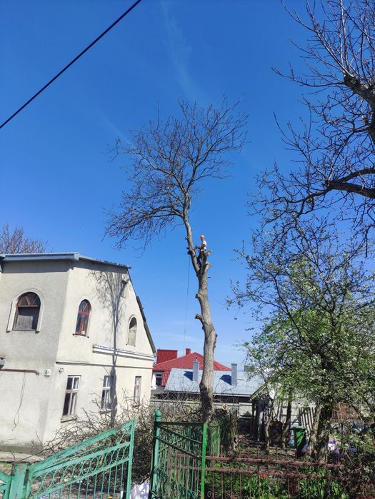 Зрізання ДЕРЕВ та обрізка ДЕРЕВ