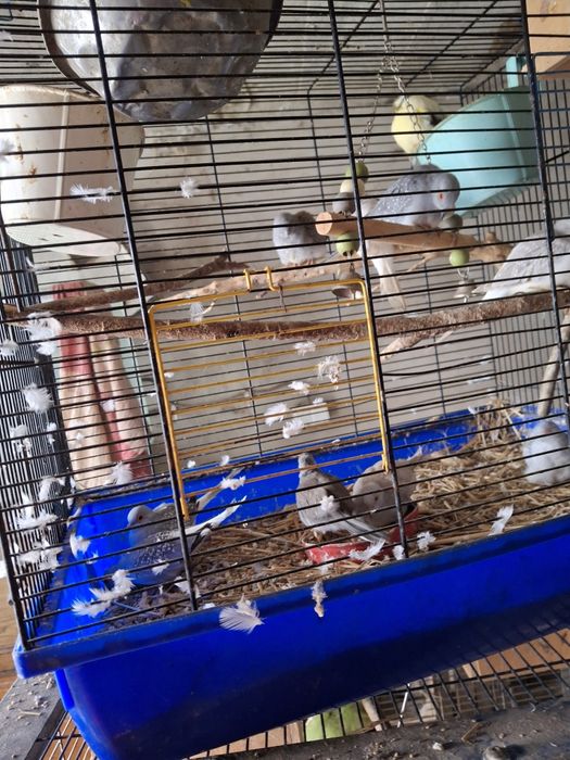 Gołąbki diamentowe