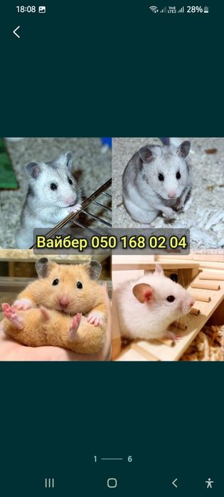 Хомячки пушистики белый персиковый Атласный серый хомяк Джунгарик