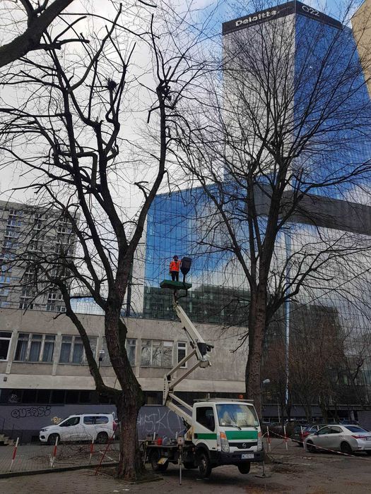 Wycinka Drzew Pielęgnacja Ogrodów