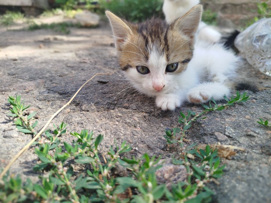 Віддам безкоштовно