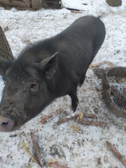 Вьетнамські поросята ,кнур,кабанчик