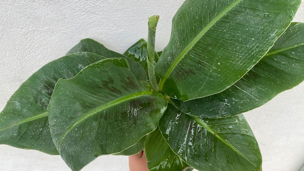 Bananeiras Musa - Acuminata