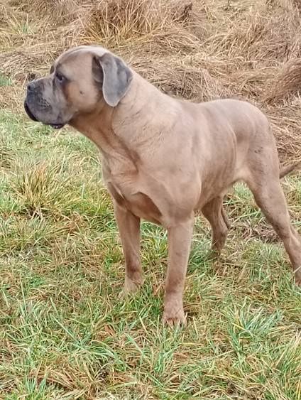Cane Corso Sunia