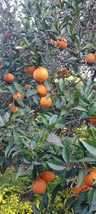 Vendo Laranjas, Clementinas, Tangerinas e Limões - Tudo 100% biológico