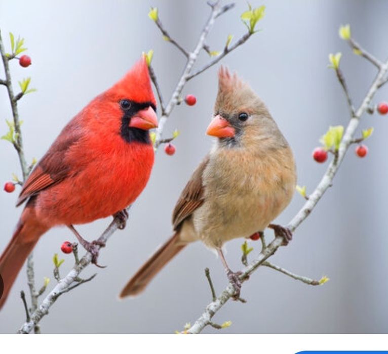 Casal de cardiais do norte.