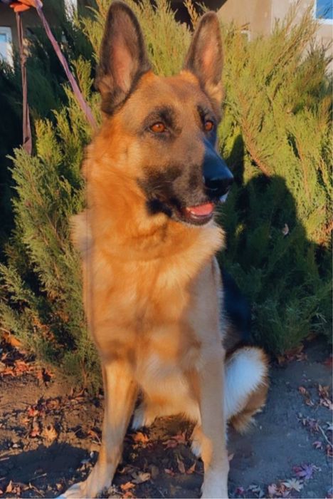 Отдам немецкую овчарку