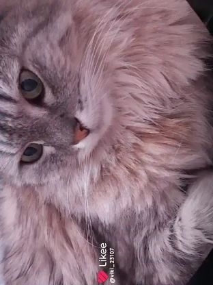 Ищем кота мальчика Степана!