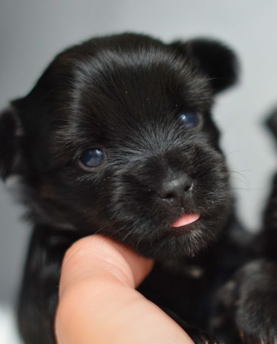 Yorkshire Terrier sunia
