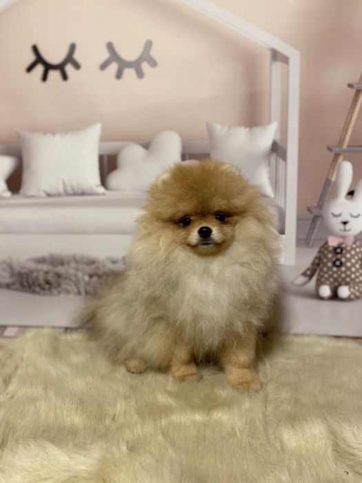 Хлопчик померанський шпіц