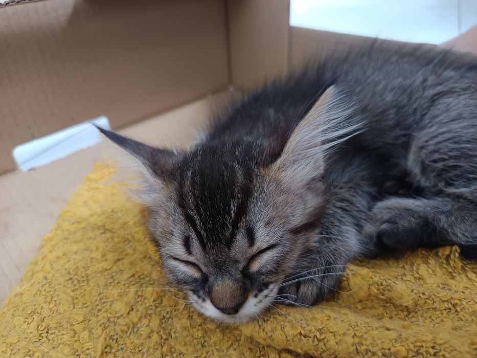 Gatinhos disponíveis pra adoção
