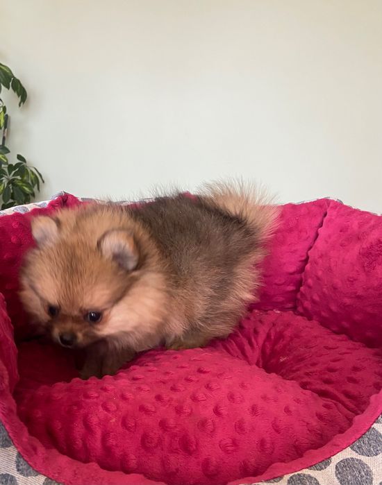 Szpic miniaturowy Pomeranian