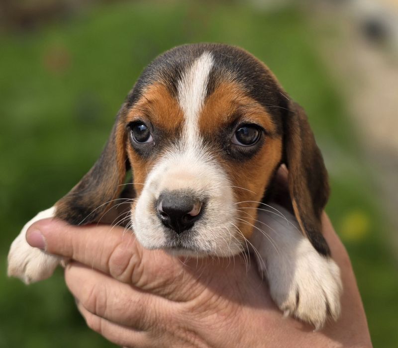 Suczka Beagle Brenda