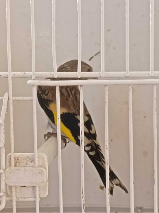 Carduelis Carduelis  Aves de 2026
