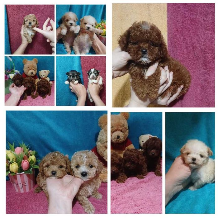 Кукольные Мальти-Пу. Той пуделя.