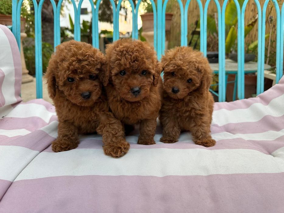 Лялькові хлопці той пудель