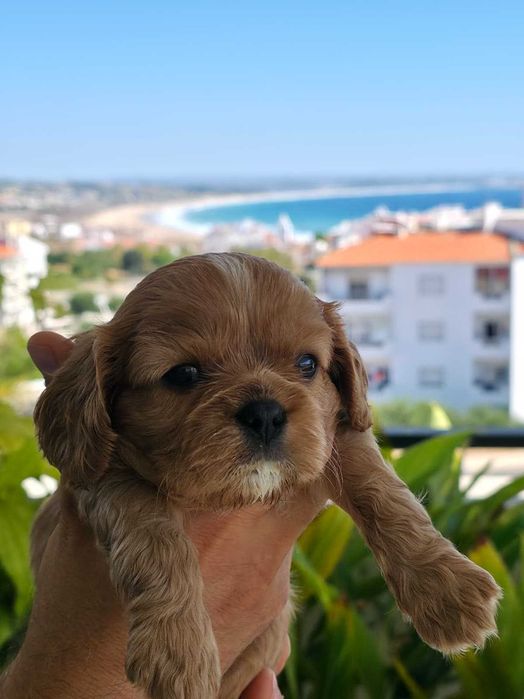 Cavalier King Charles Spaniel - macho Ruby (marrom) nascido no Algarve em 18 de Agosto.
