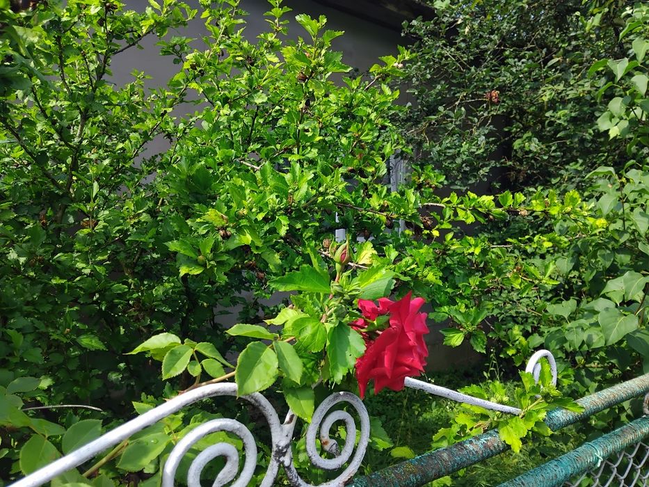 Продаю будинок село Пасіка Закарпатської області