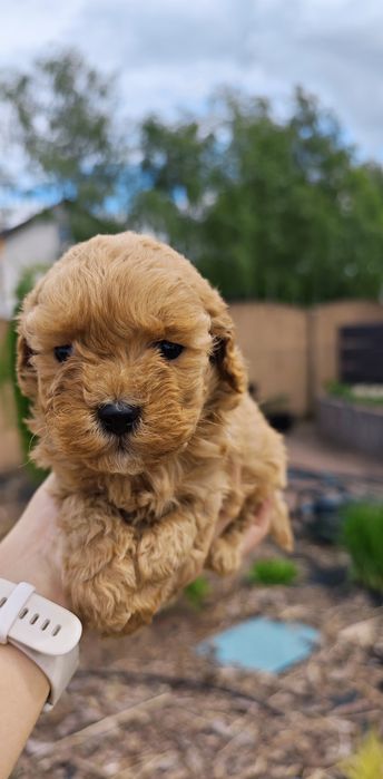 **Cavapoo** cudowna suczka!