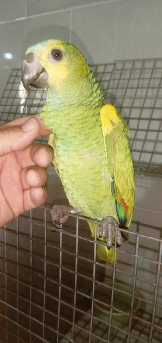 Papagaios e catatuas